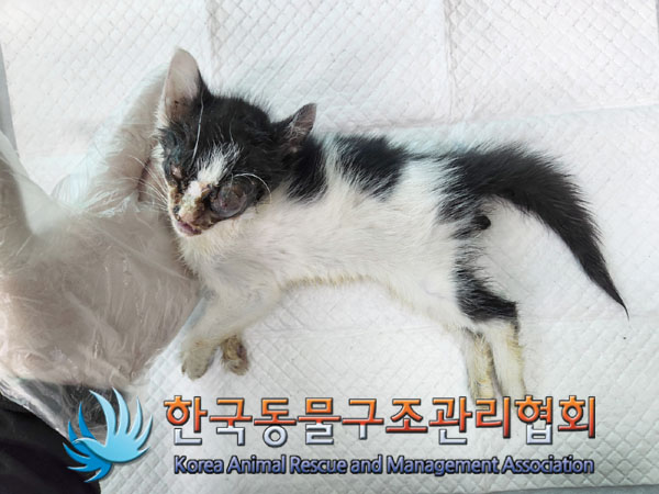 한국동물구조관리협회_411307202300394